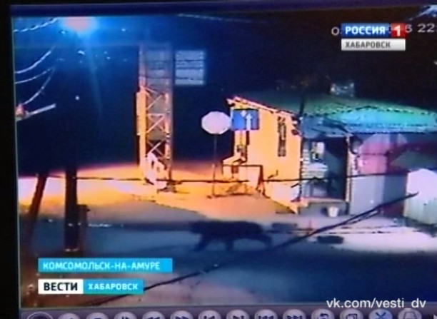 Медвежье семейство в жилом микрорайоне Комсомольска-на-Амуре