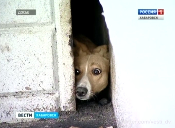 Собака спасена