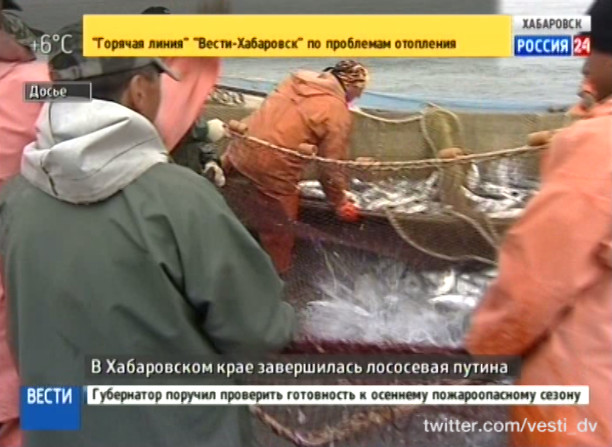 Завершилась лососевая путина