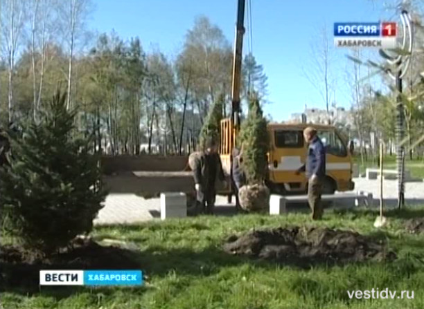 Высадка голубых елей