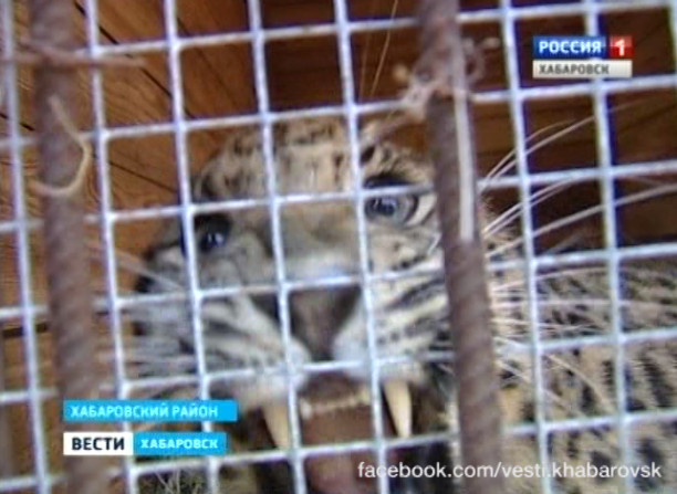 Леопард из Ростова