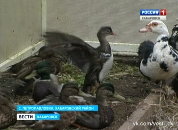 Утиная ферма в селе Петропавловка