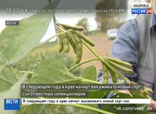 Новый сорт сои