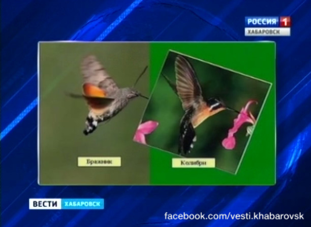 Колибри на дачном участке