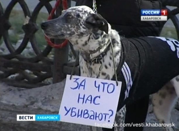 Митинг против жестокости