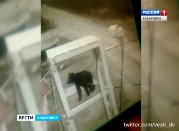Медведь на погранзаставе