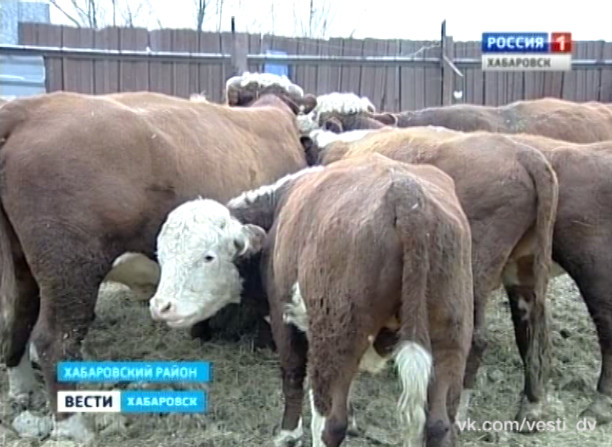 Хозяйства без кормов