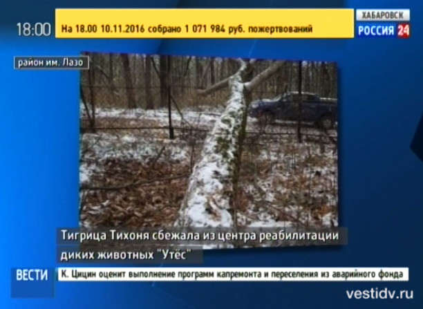 Тигрица Тихоня сбежала из центра реабилитации «Утёс»