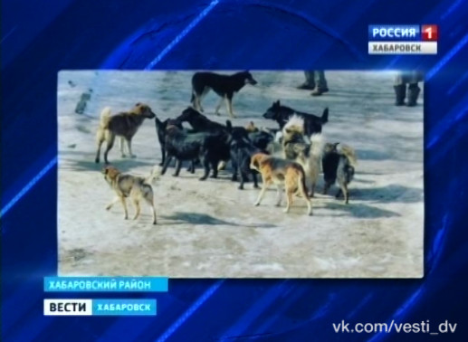 Своры собак под Хабаровском