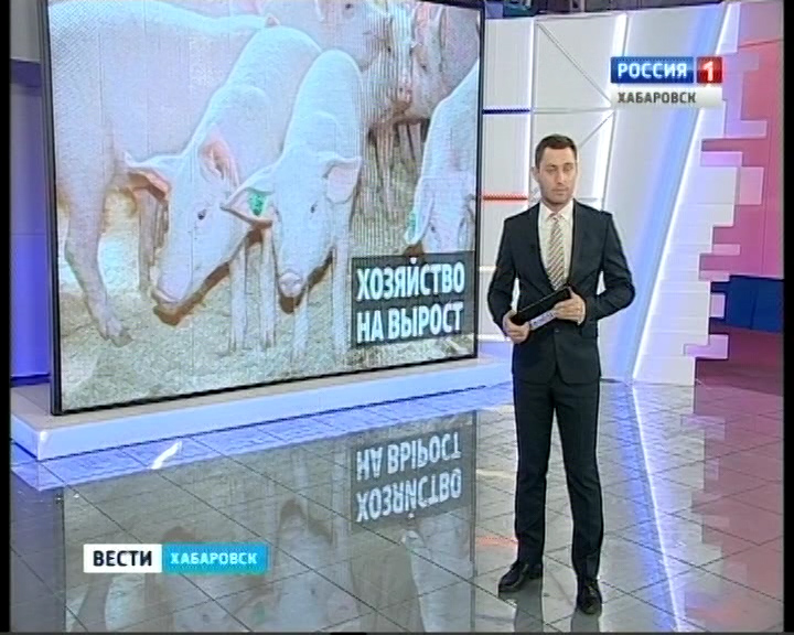 Фермеры разводят вьетнамских свиней