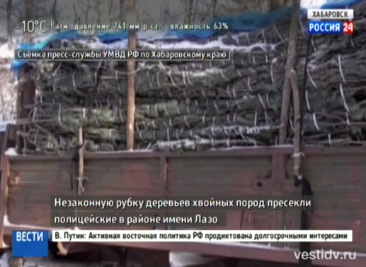 Незаконная вырубка ёлок