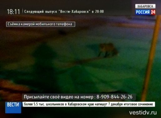 Лиса в аэропорту