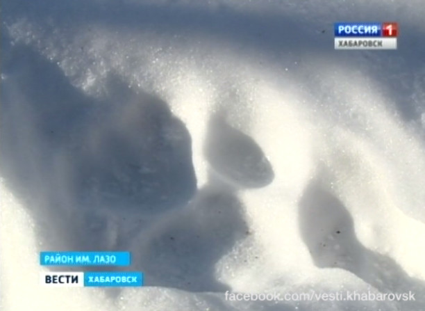 Тигр вышел в люди!