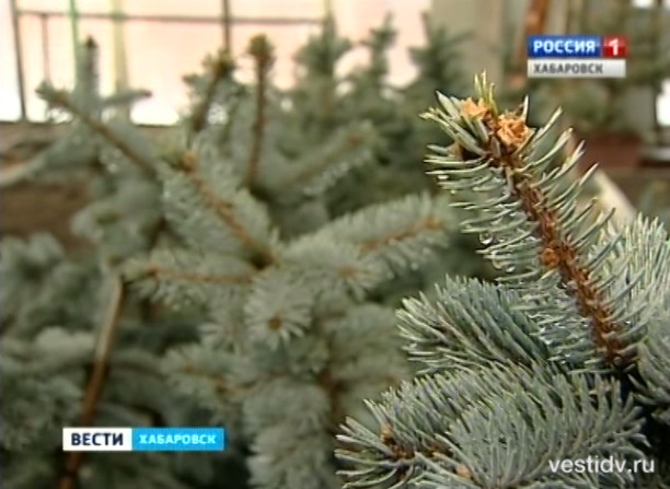 Новинки в теплицах «Горзеленстроя»