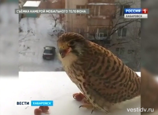 Подкармливание соколов