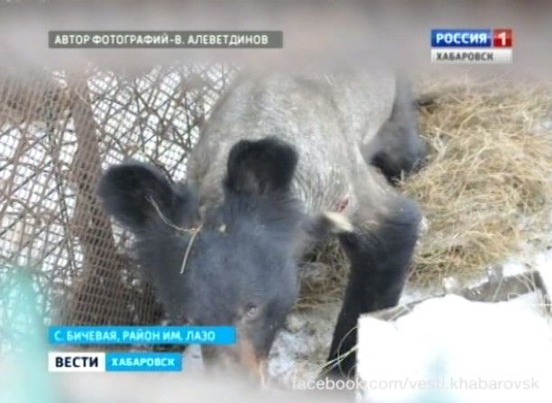 Падеж гималайских медведей