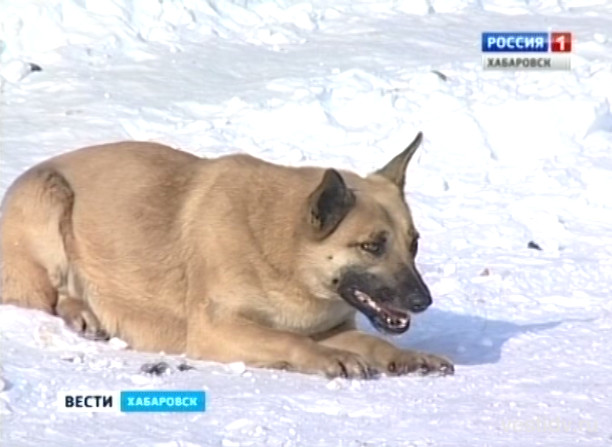 Отлов собак