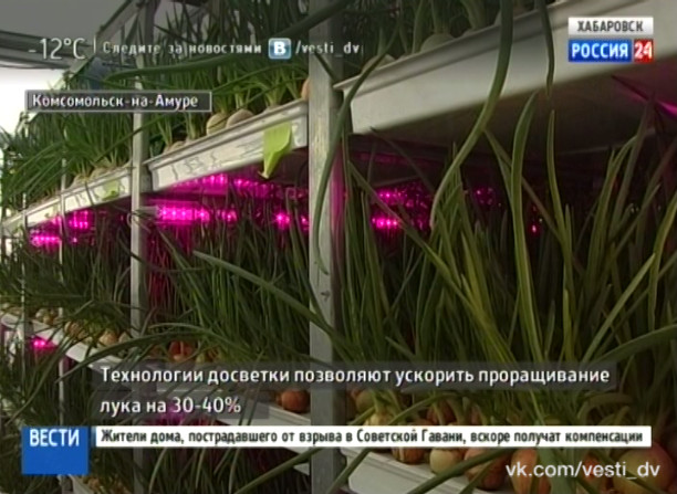 Луковая линия агрокомплекса «Восток»