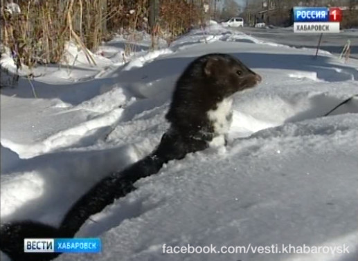 Разведение норок и соболей