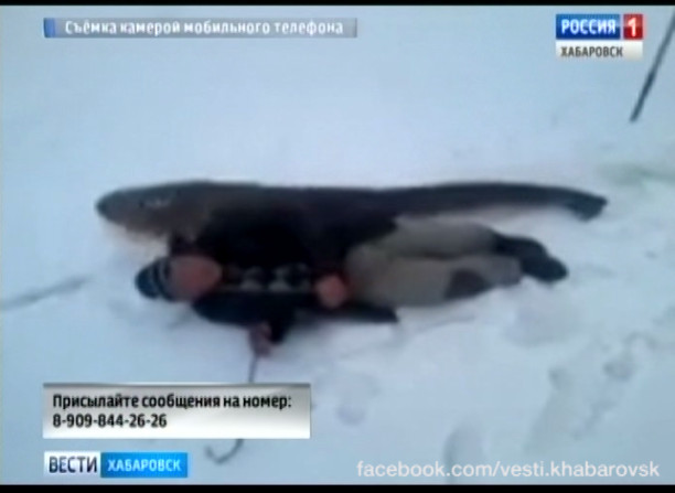 Гигантский сом из Амура