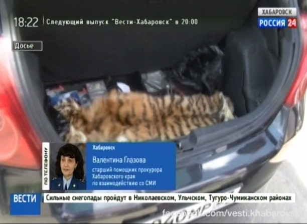 Шкура Амурского тигра в Гродековском музее