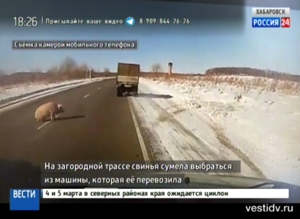 Побег свиньи и огонь из дымохода