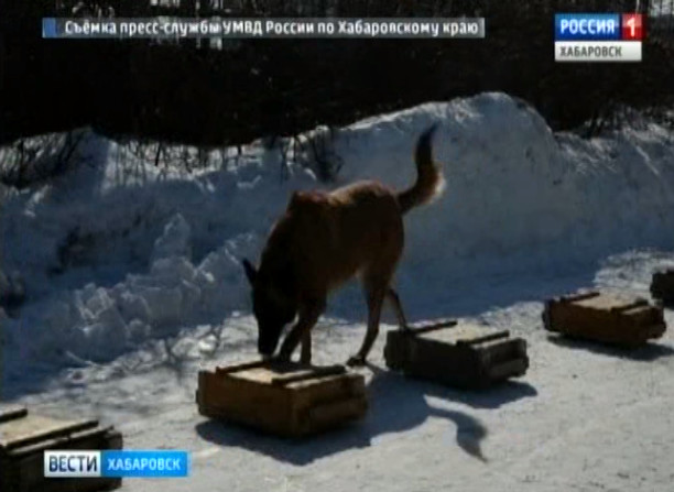 Соревнования кинологов