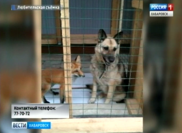 Лис сбежал из ветеринарной клиники