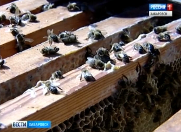 Гибель пчёл
