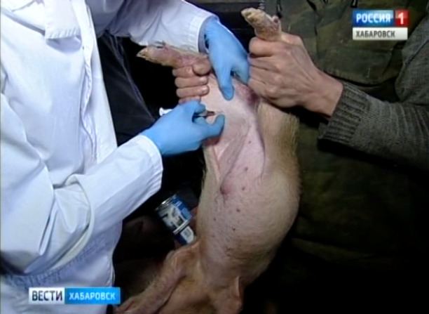 Вакцинация свиней