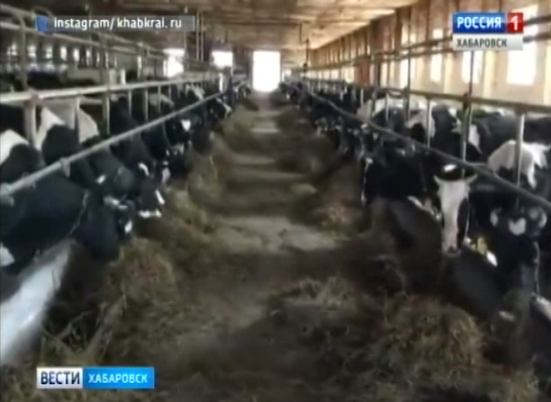 Голодающие коровы