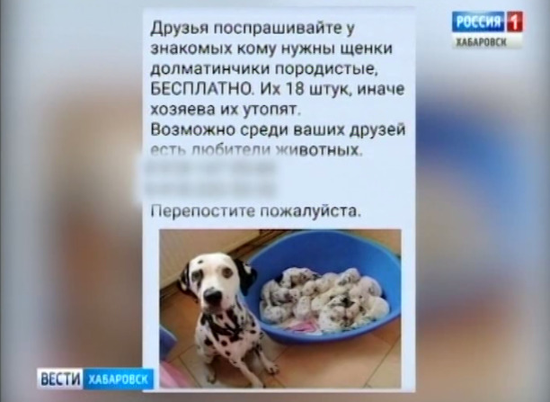 Мошенники и собаководы