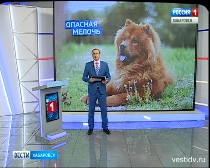Клещи атакуют собак