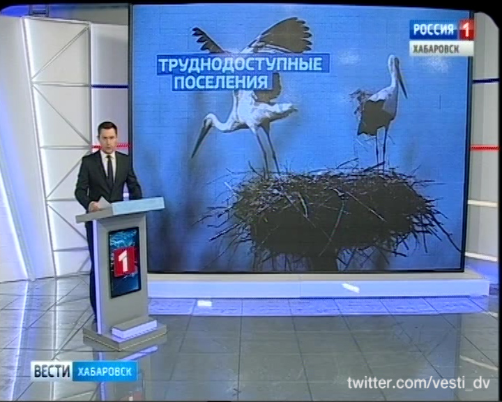 Аисты в Болоньском заповеднике
