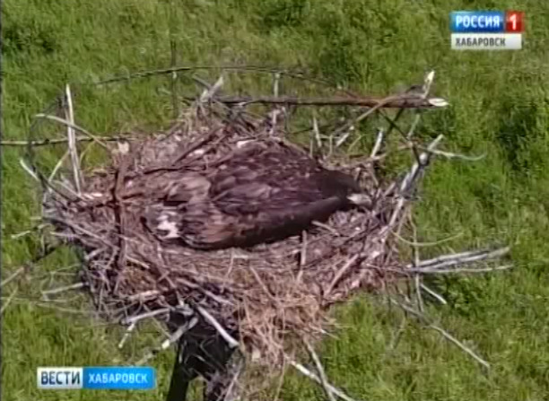 Белохвостые орланы