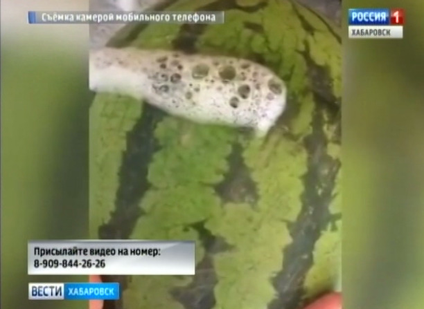 Уличные арбузы