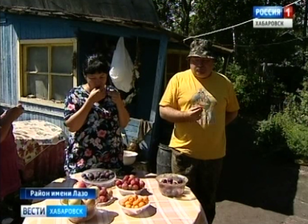 Сбор фруктов в Чирках