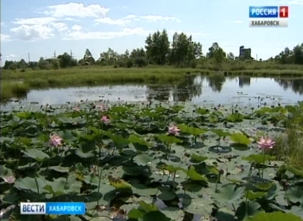 Лотосы в поселке имени Горького