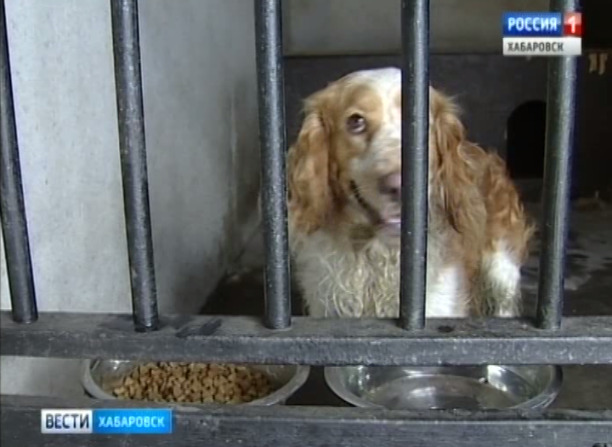 Собаку забрали