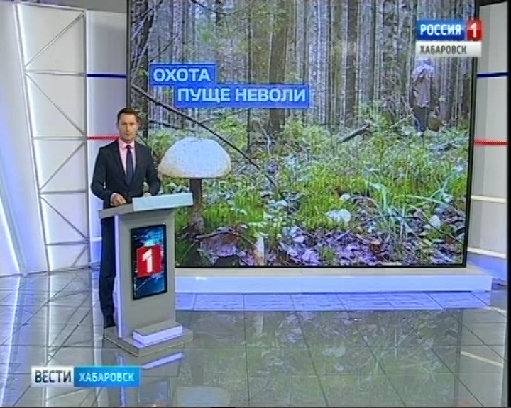 Грибники плутают в тайге