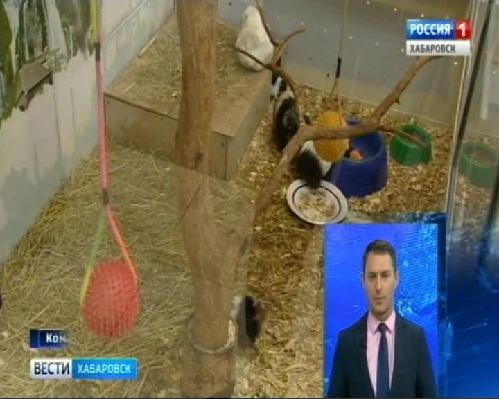 Пополнение в Питоне