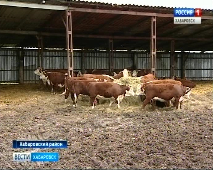 Герефордов привезли