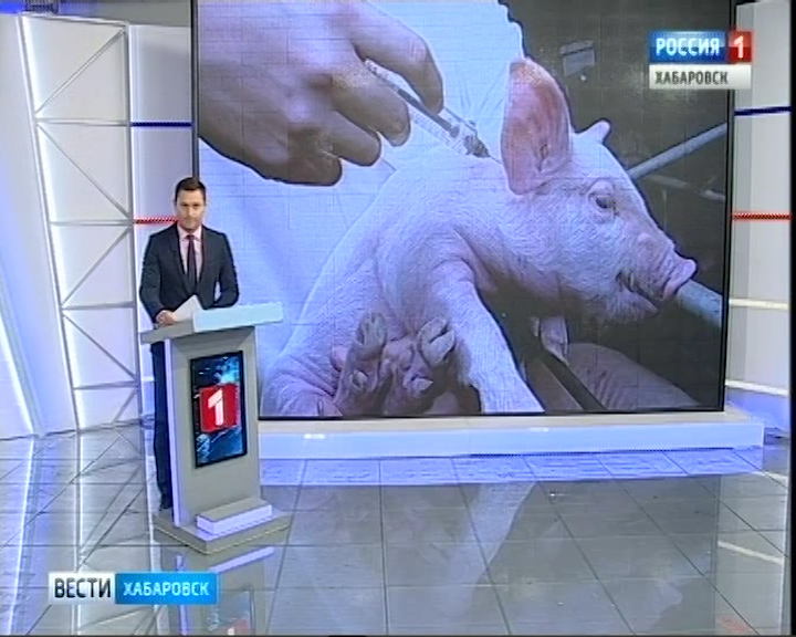 Африканская чума свиней гуляет