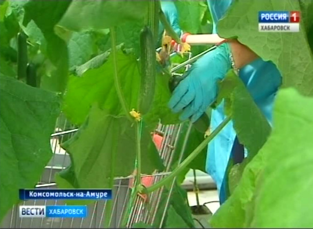 Агрокомплекс «Восток»