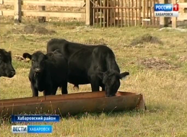 Ангусы