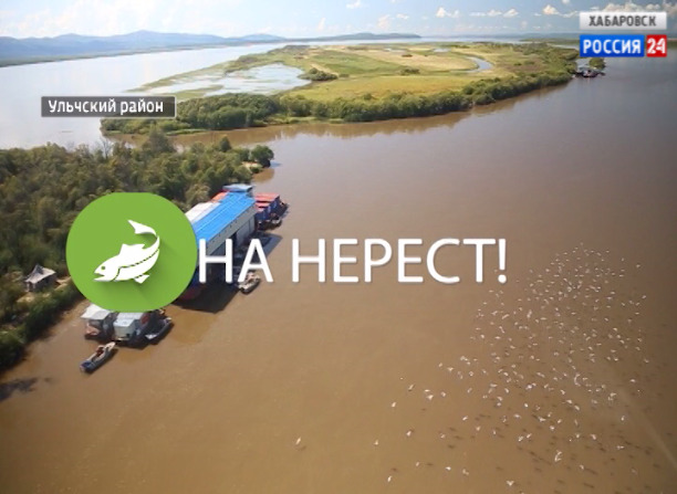 Специальный репортаж. На нерест!