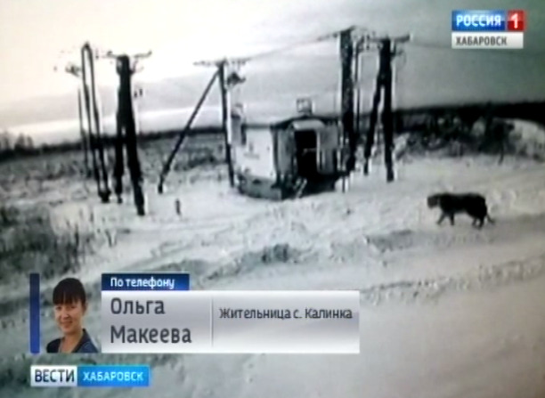 Тигр не отступает
