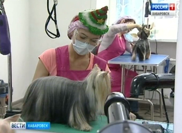 Ажиотаж в салонах груминга