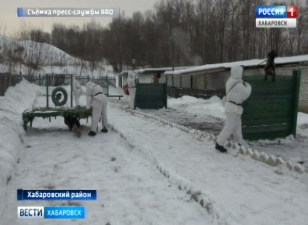 Учения кинологов ВВО