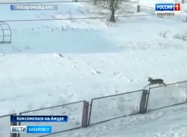 Косуля в детском саду